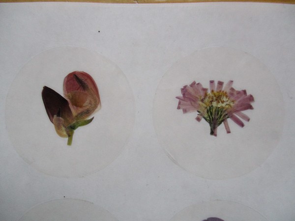 Bloem stickers 40mm SG05