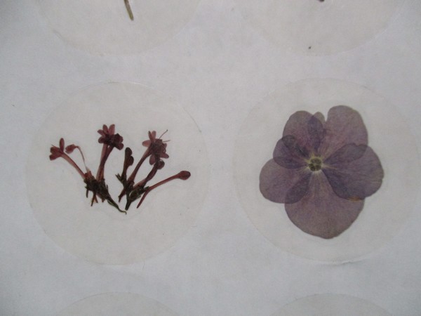 Bloem stickers 40mm SG05