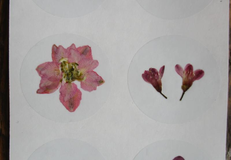 Bloem stickers 40mm SG15