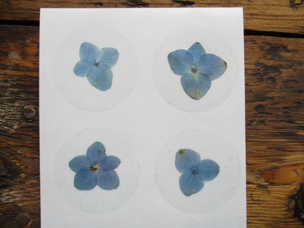 Bloem stickers 40mm ST21