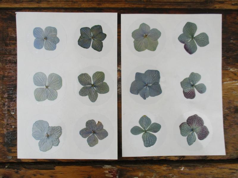Bloem stickers 40mm ST47