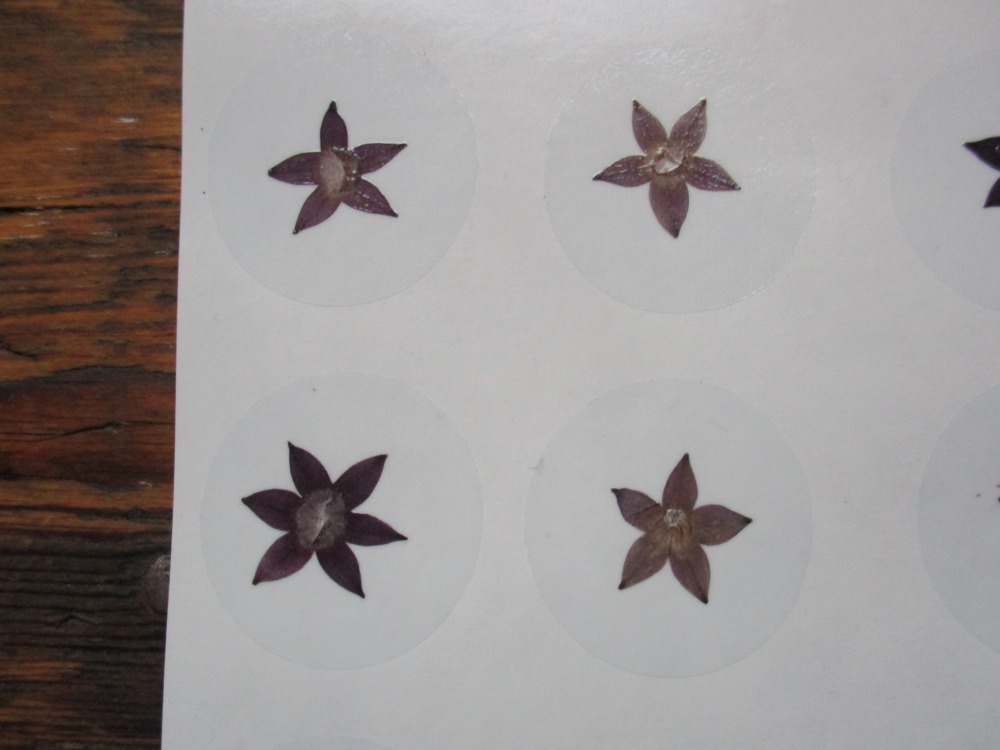 Bloem stickers 30mm ST30