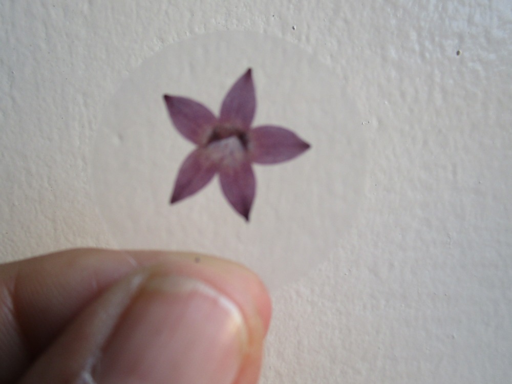 Bloem stickers 30mm ST30