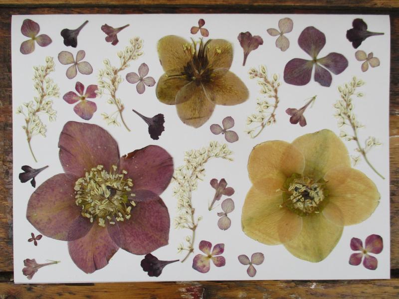 Geperste en gedroogde bloemen GB76B 