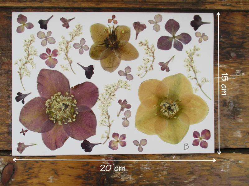 Geperste en gedroogde bloemen GB76B 