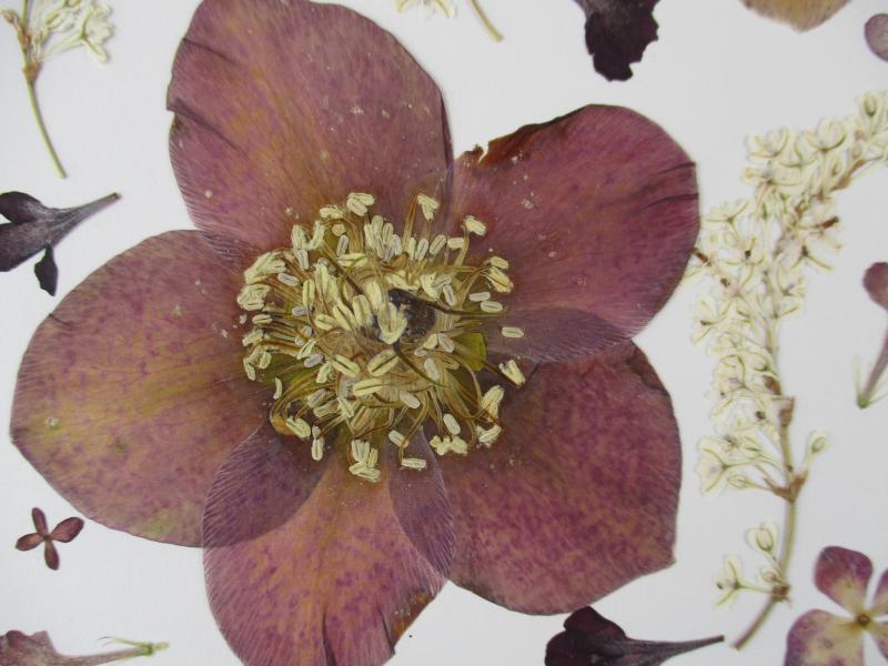 Geperste en gedroogde bloemen GB76B 
