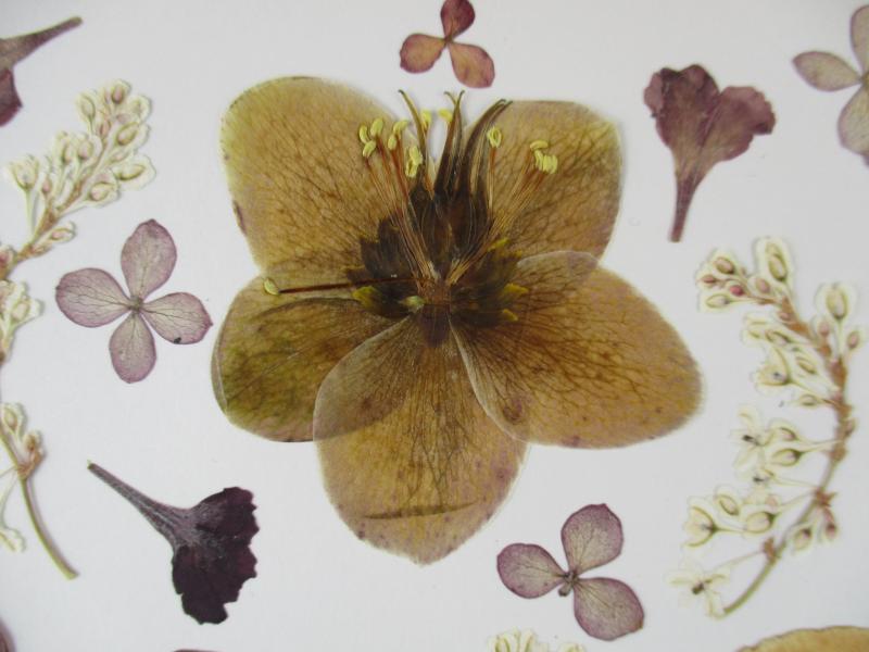 Geperste en gedroogde bloemen GB76B 