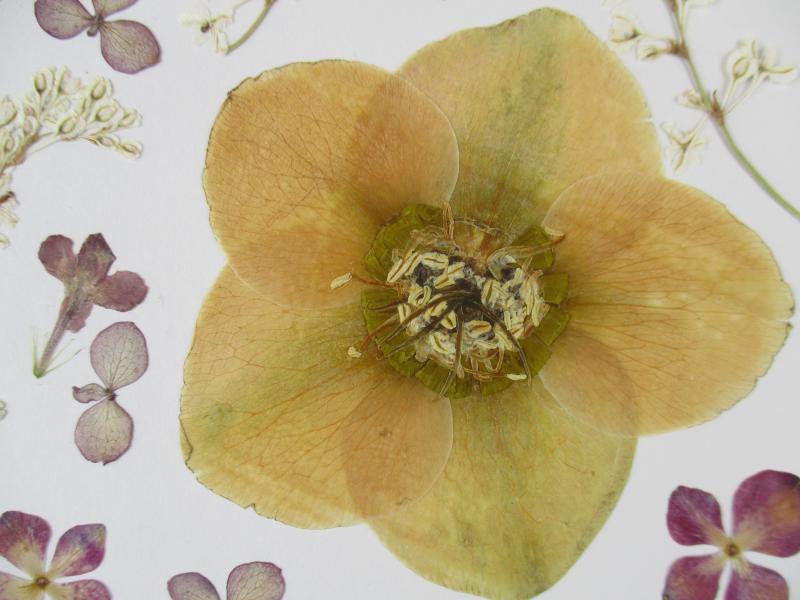 Geperste en gedroogde bloemen GB76B 