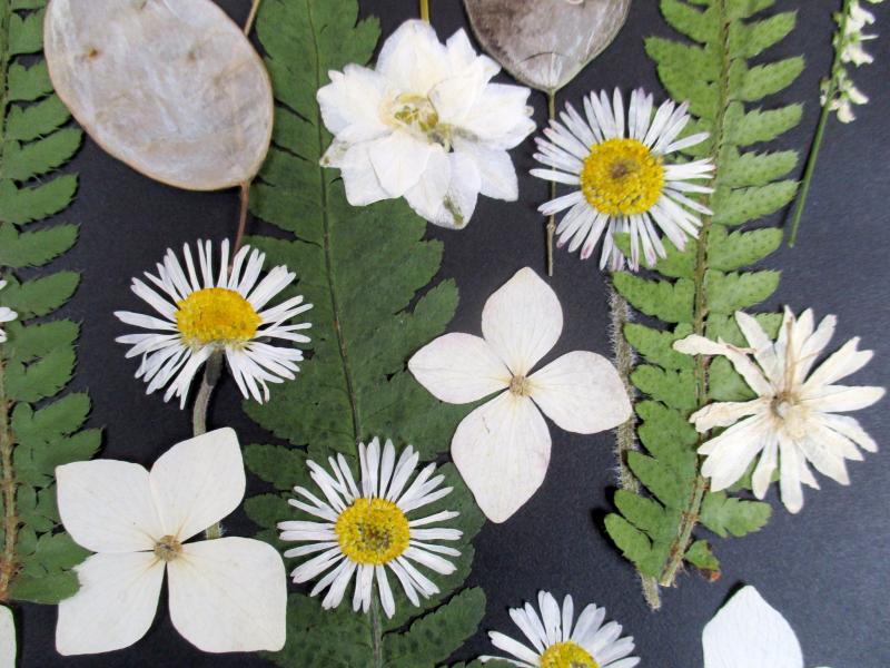 Geperste en gedroogde bloemen GBol1