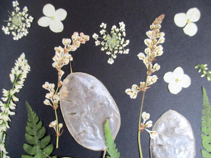 Geperste en gedroogde bloemen GBol1