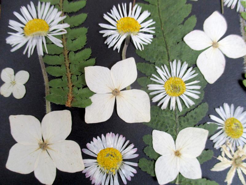 Geperste en gedroogde bloemen GBol1