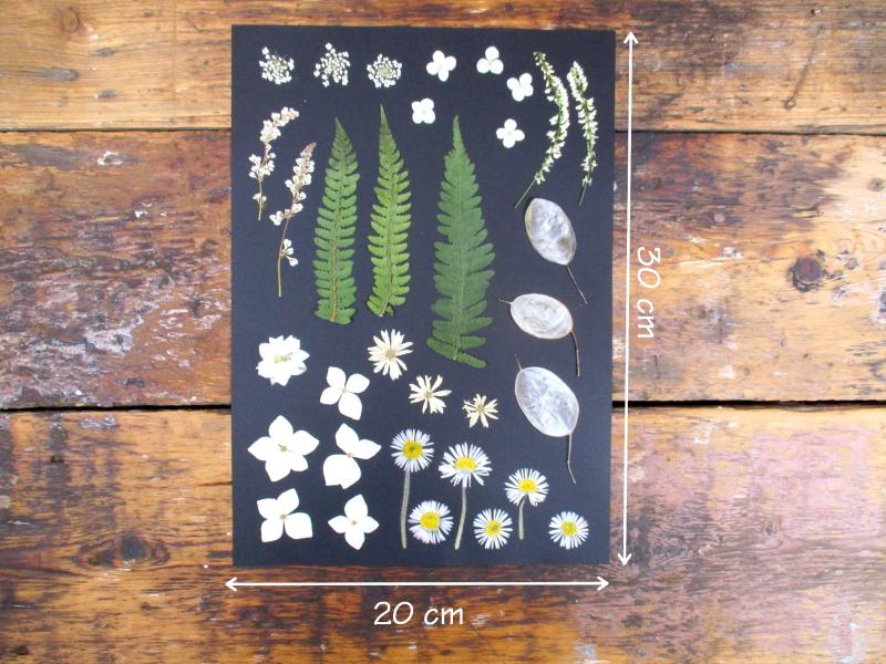Geperste en gedroogde bloemen GBol1